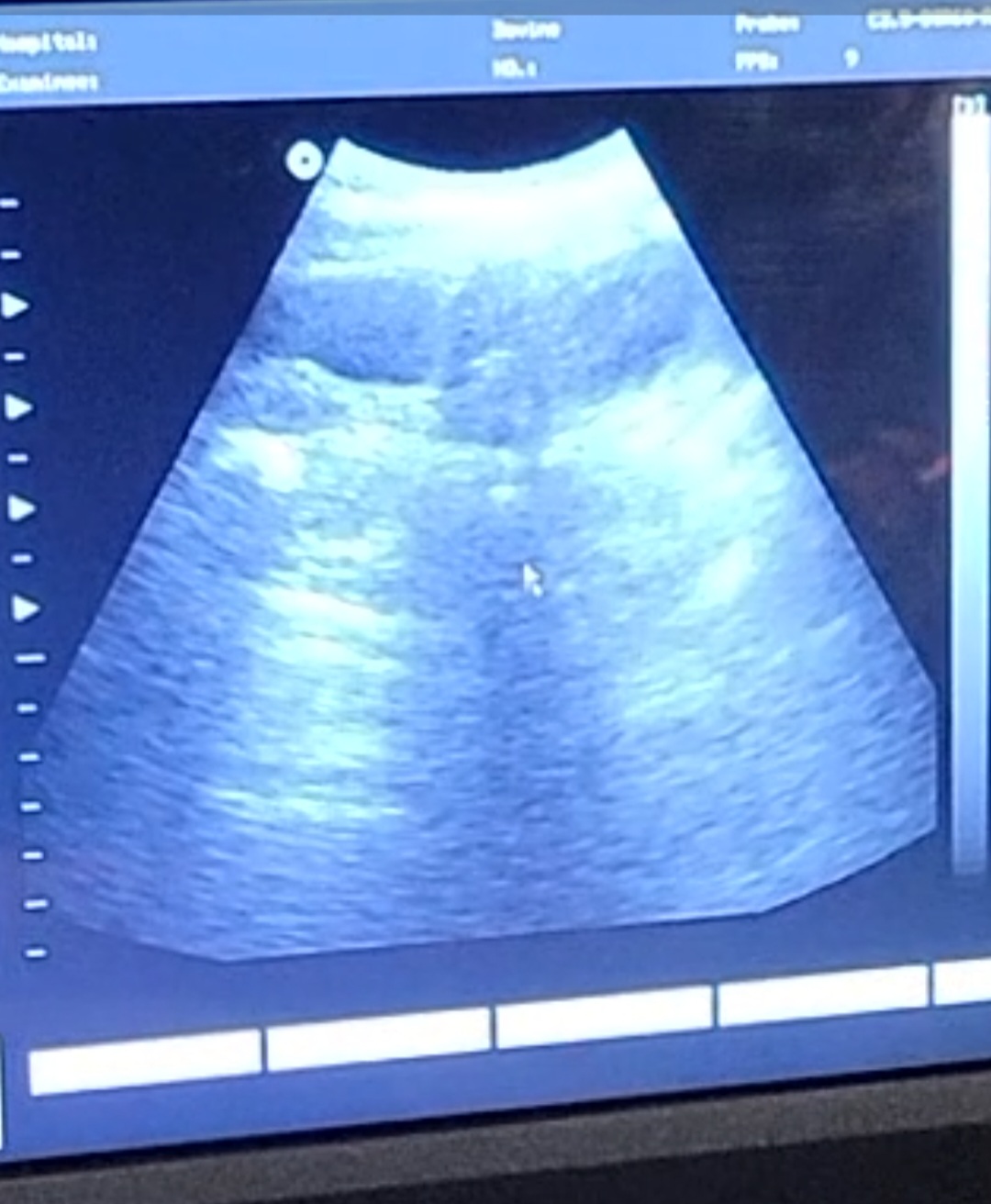 American Bully Puppies For Sale