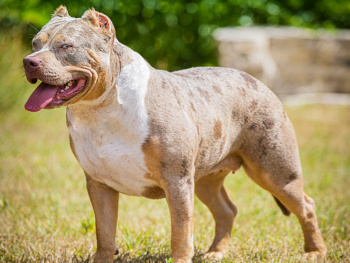 american bully breeders MN