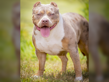 american bully breeders near me