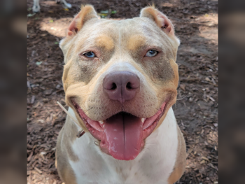 american bully head size