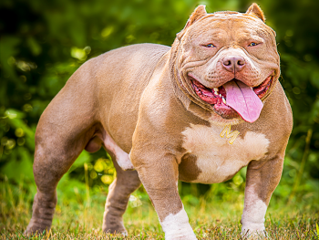 american bully pocket