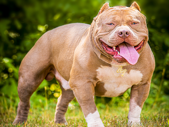 american bully pocket