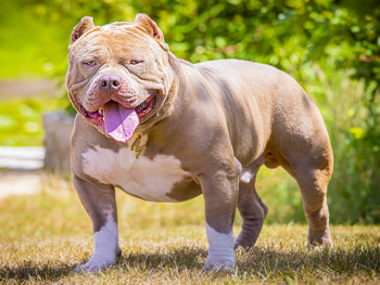 american bully price