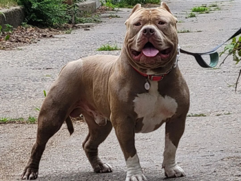 american bully puppy