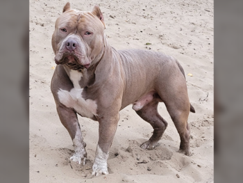 american bully xl