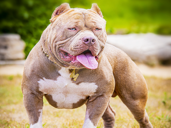 american bully xxl