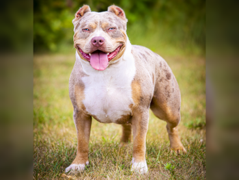 bully breeders minnesota