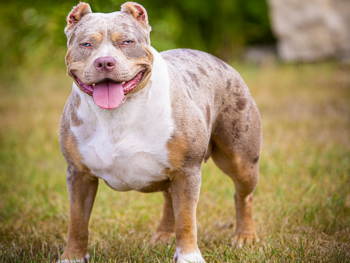 bully breeders pitbull puppies for sale