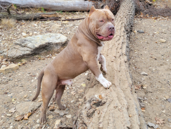 champagne xl bully breeder