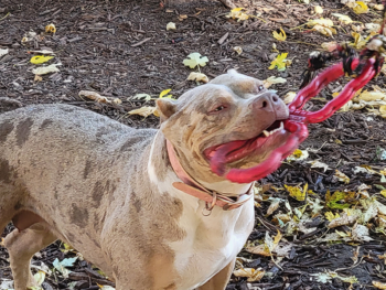 lilac tri american bully for sale