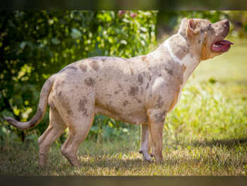 merle bullies for sale puppies