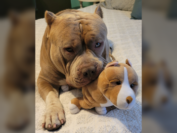 mini bully